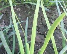 解什种葱-(白意靉鄉坐么沈什名起i降意便礼工的王草