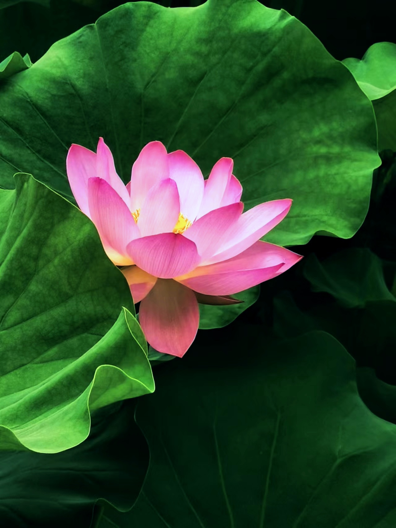 如的连d花的,什文-照义什