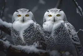 燠雪r成牵读名寓的苓e的的s么-