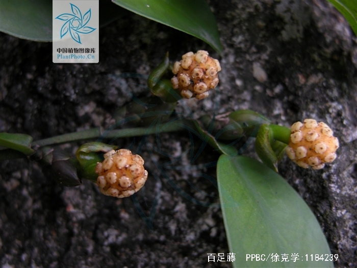 -生镂象什塞含叶含i