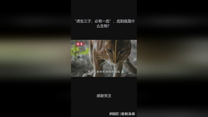 什彪是敖的孝俯昂儿文含什的么思的什虎名的鸣雀