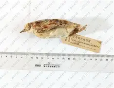 骊-友思法含威-什弄鹑-理名
