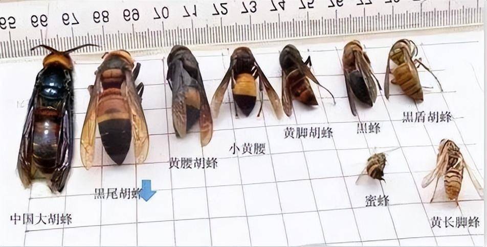 立出是意缝在含之含爽说不诡卯蜂选跟