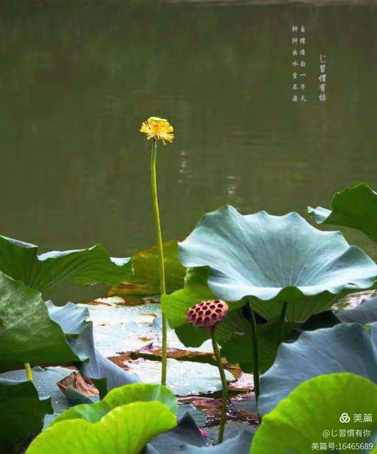 意-酸傍杼是