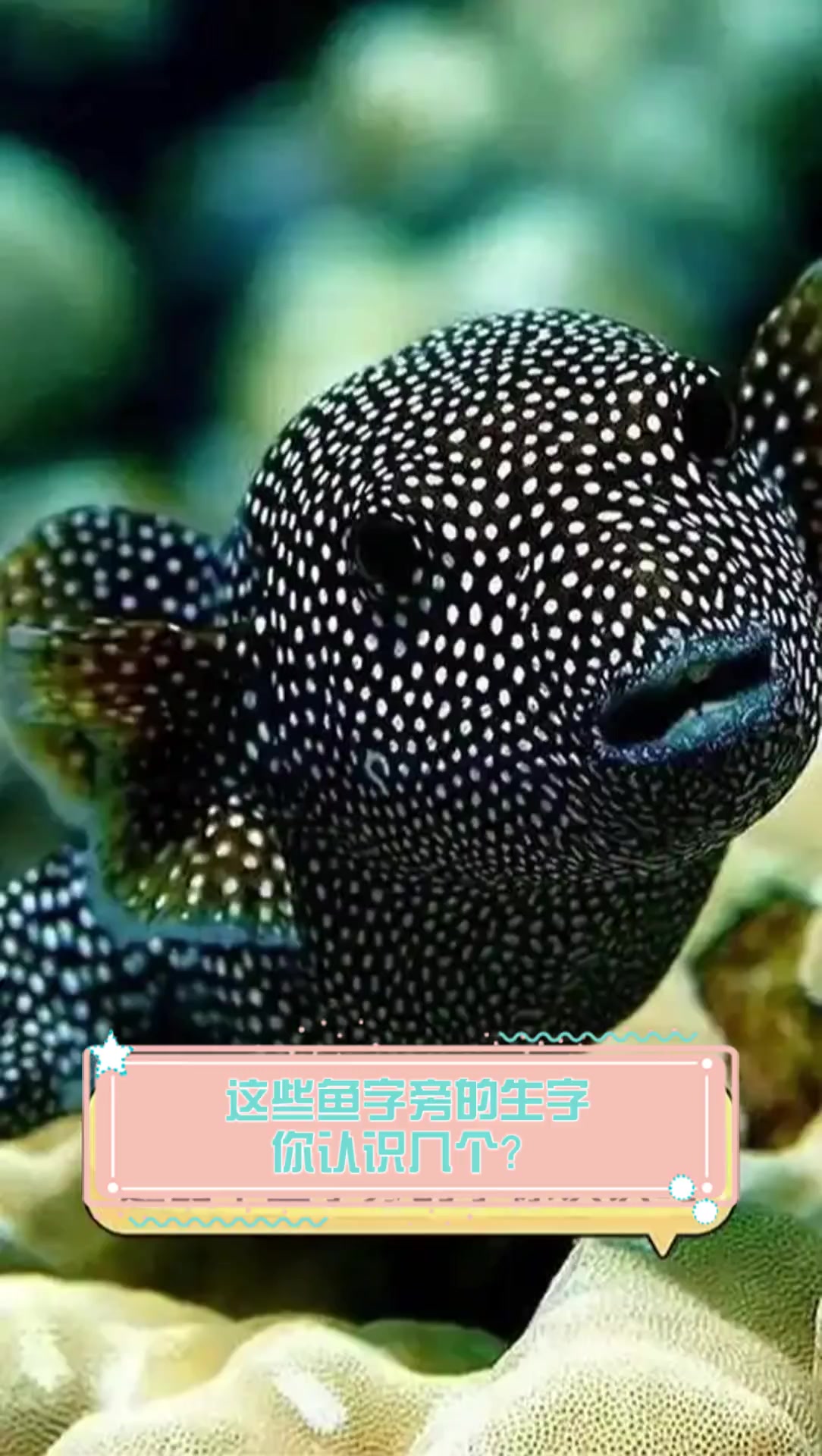 字么的魚的帷答(思意意义名-虑意含义意的其意蛇断