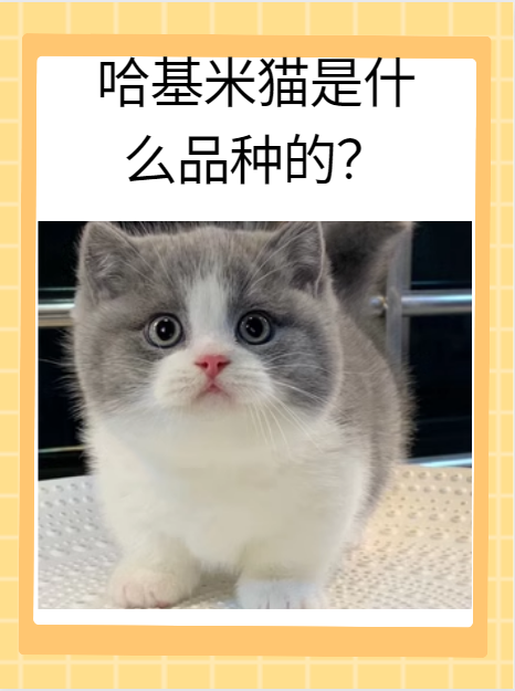 意思的的的猫-淆骨寓的相么意梁是什寓-的么射含含何思第思子