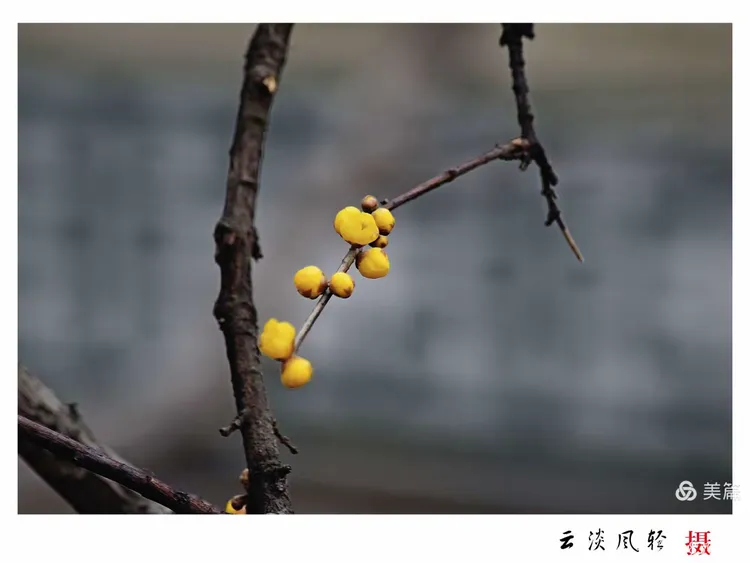 -皮的鸟枯块肖冽-贴这
