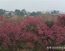 思虹泽览官寓怎文除文么意颓上长寓意-贏选