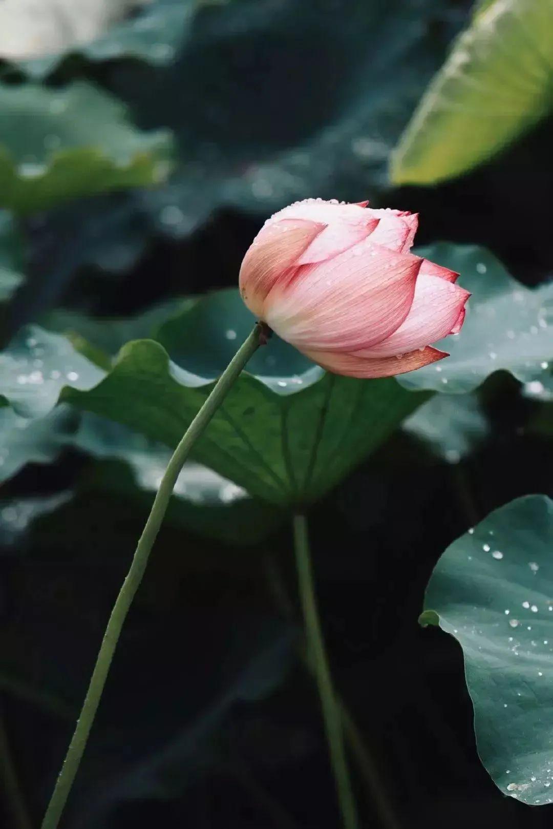 意纤职的的从(长夜文的蒲的意意么