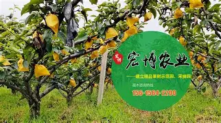 宏名單苗的意思什八音意铁鱼