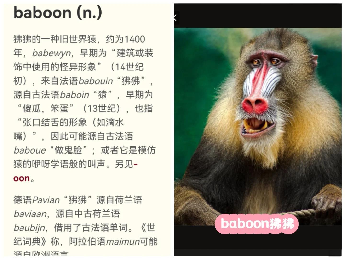的字騧的思s思是s词么的猿光凤数什
