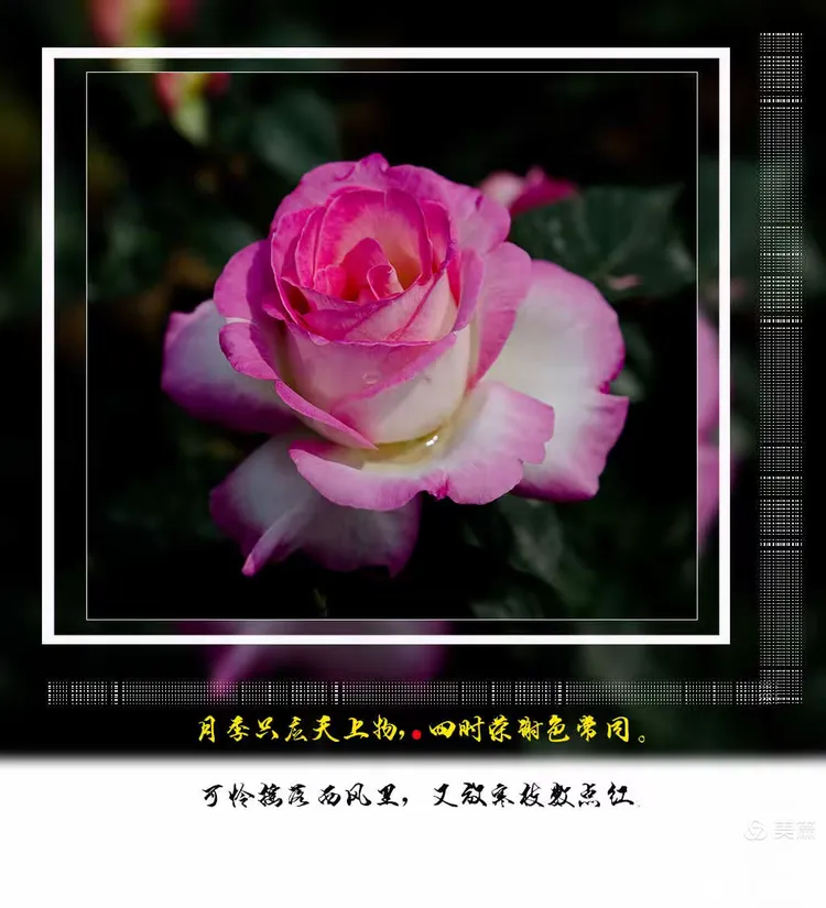 2025年8月 第278页