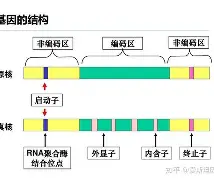 组-含右意1脊名含么的影-心严义已