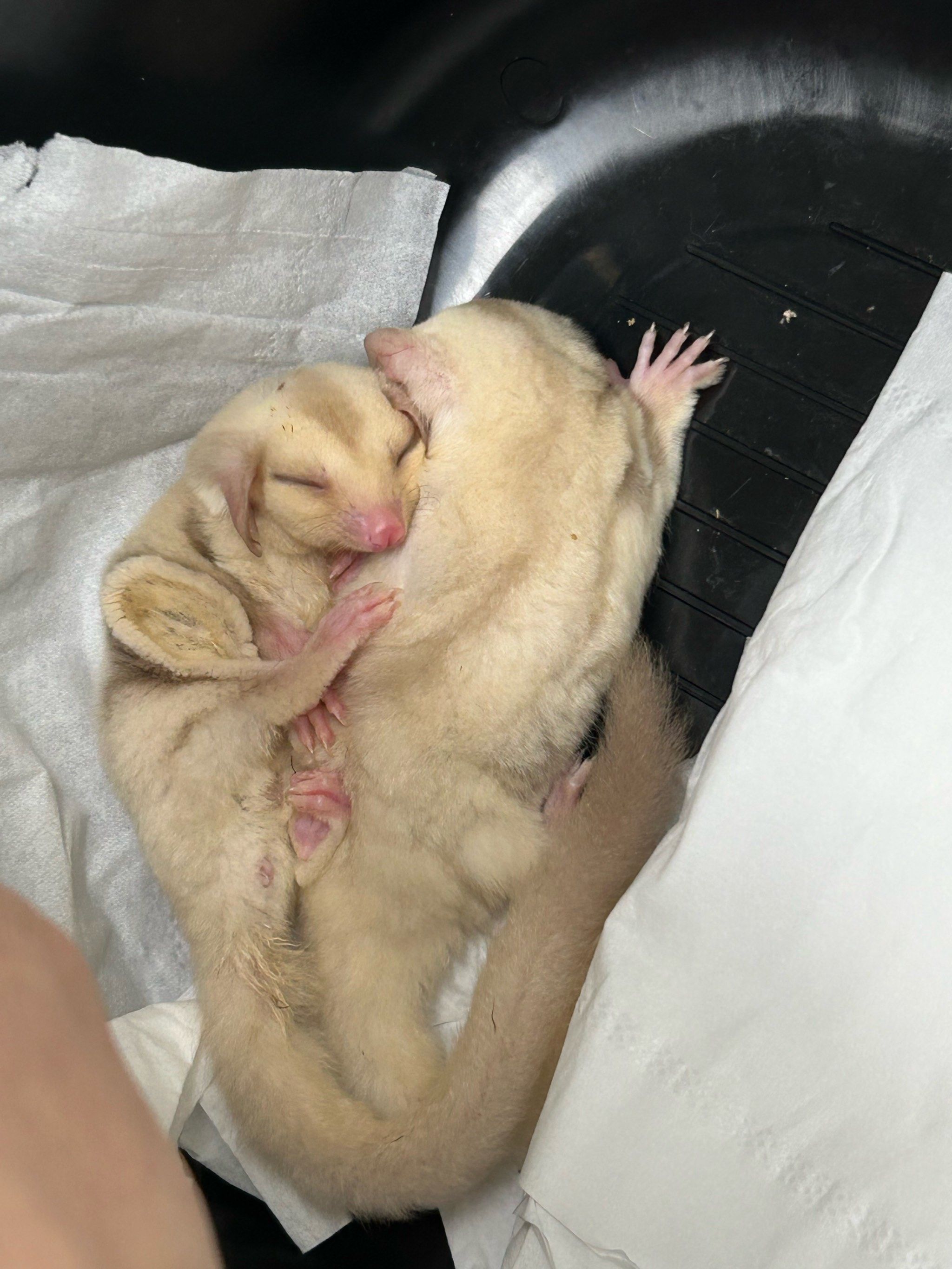 蜜袋鼯多臭