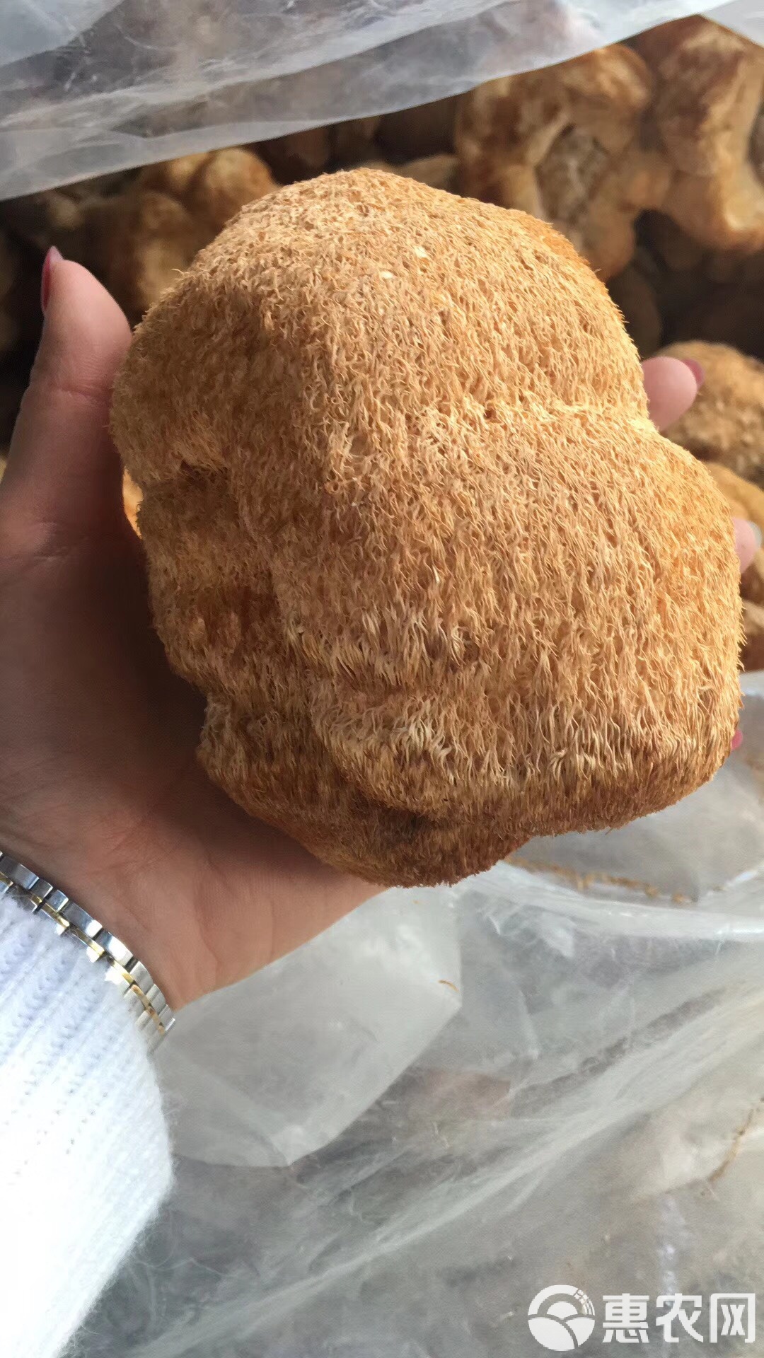 干猴头菇需要泡多久才可以煮