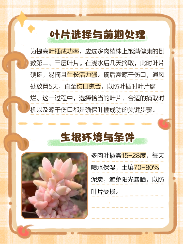冬天种下的多肉多久发芽一次