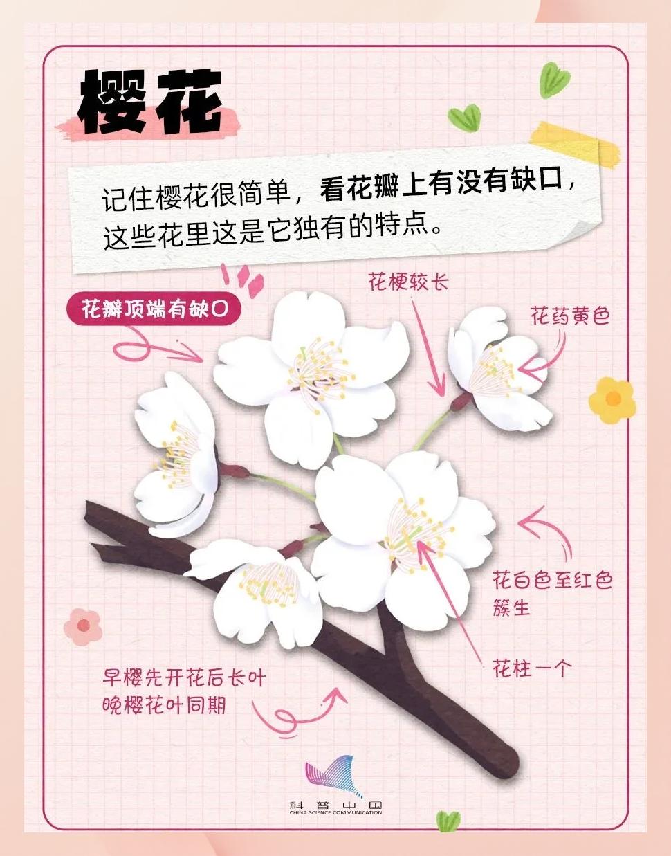 繁花嫩叶成语解释