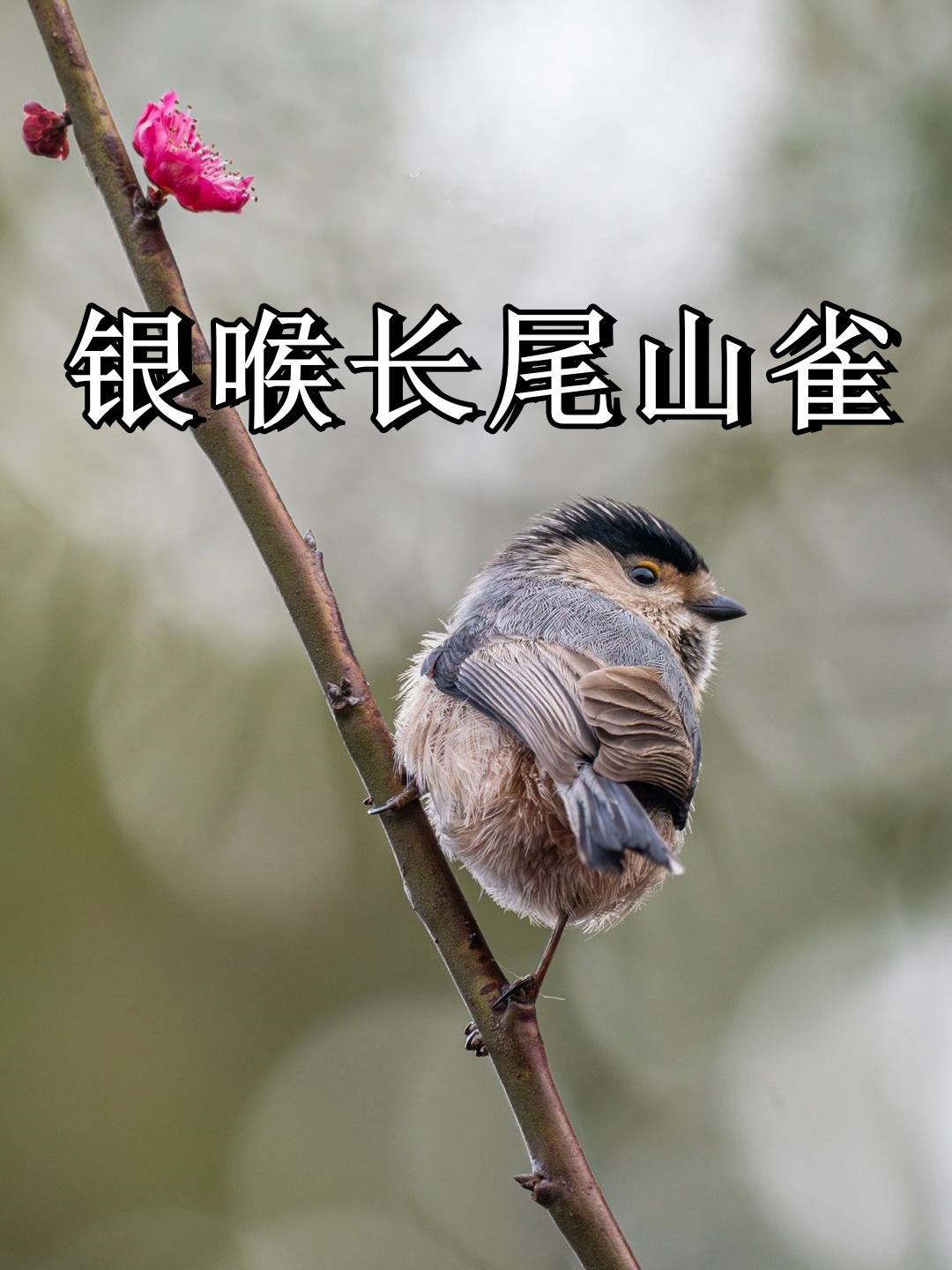银喉长尾山雀寿命多长时间