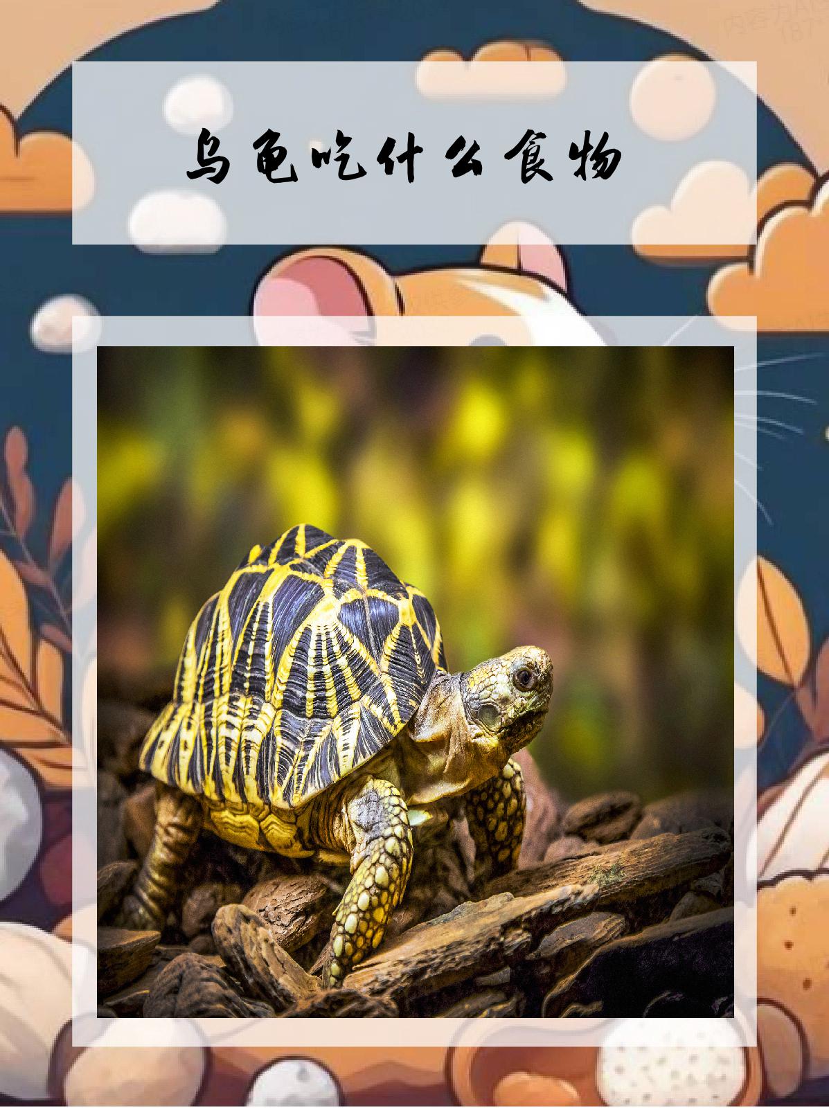 乌龟吃什么东西能养活