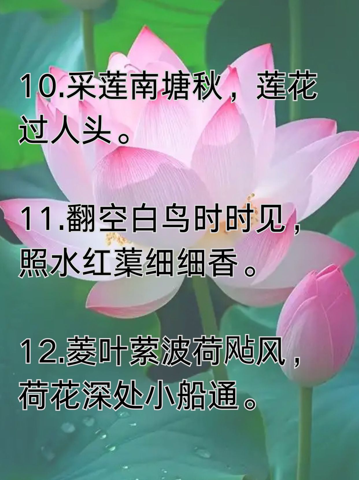 秋天荷花经典一句话