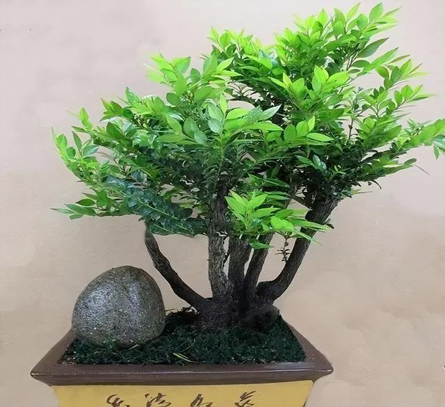 四大镇宅之树桂树图片