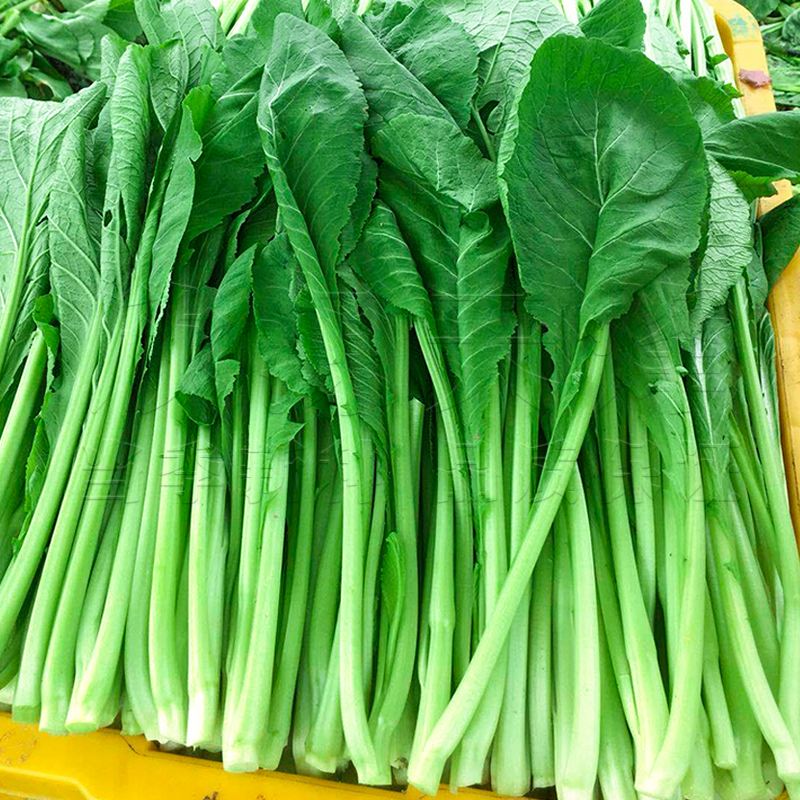 春季蔬菜有哪些图片