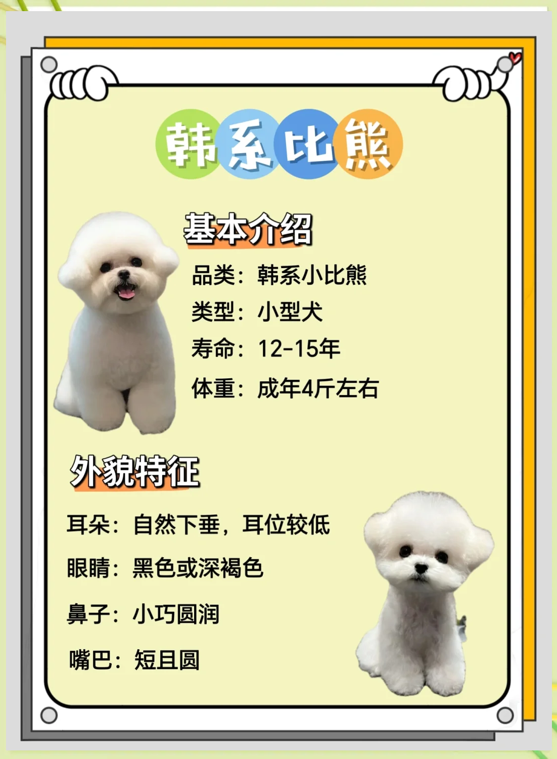 比熊纯种与不纯对比照片