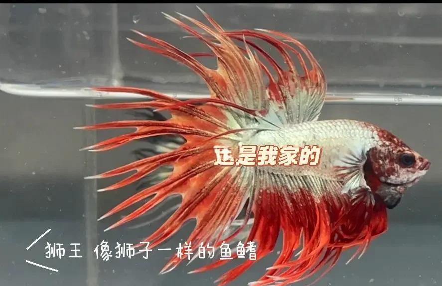 斗鱼是招财还是破财