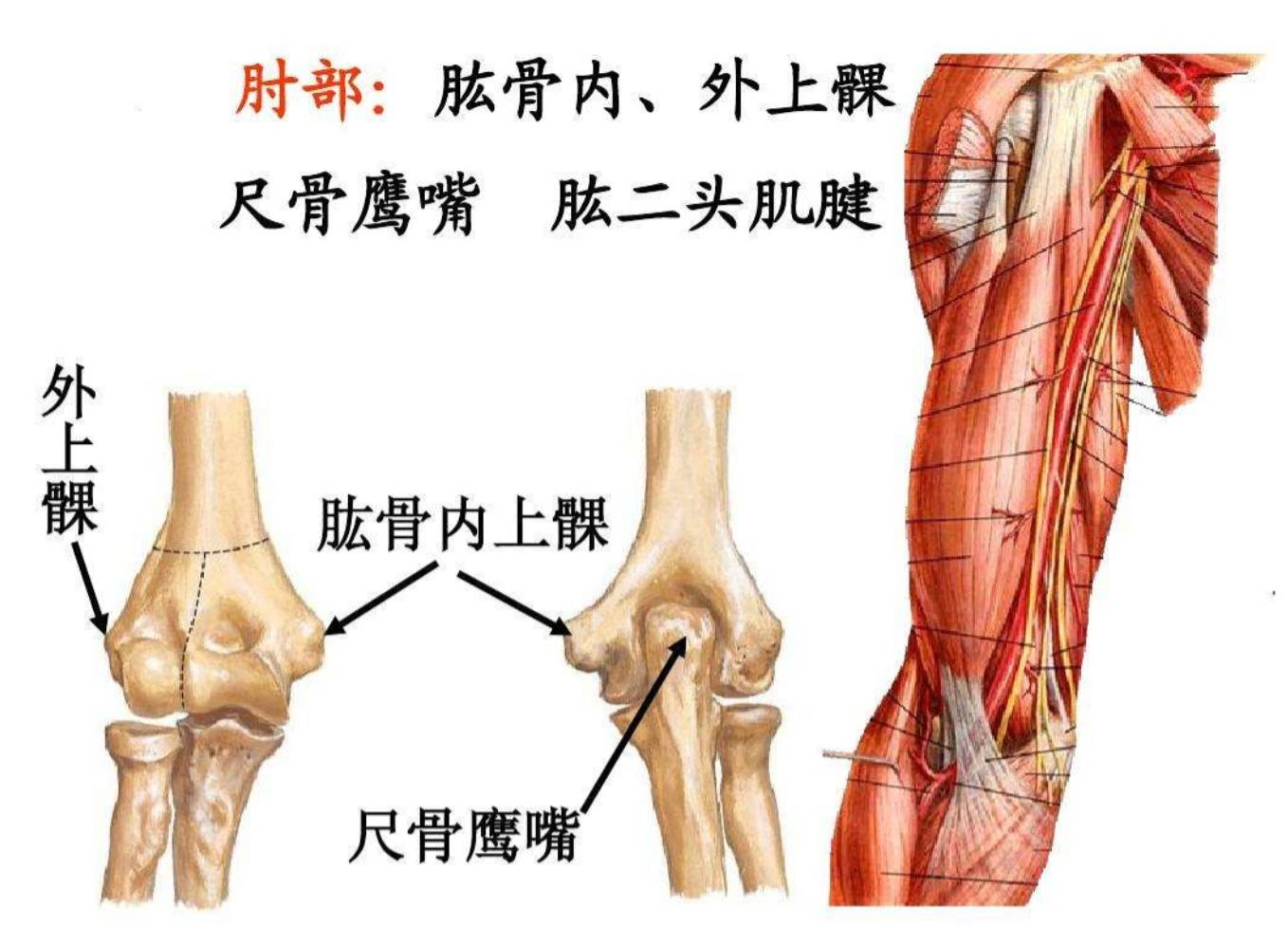 手肘的准确位置图片