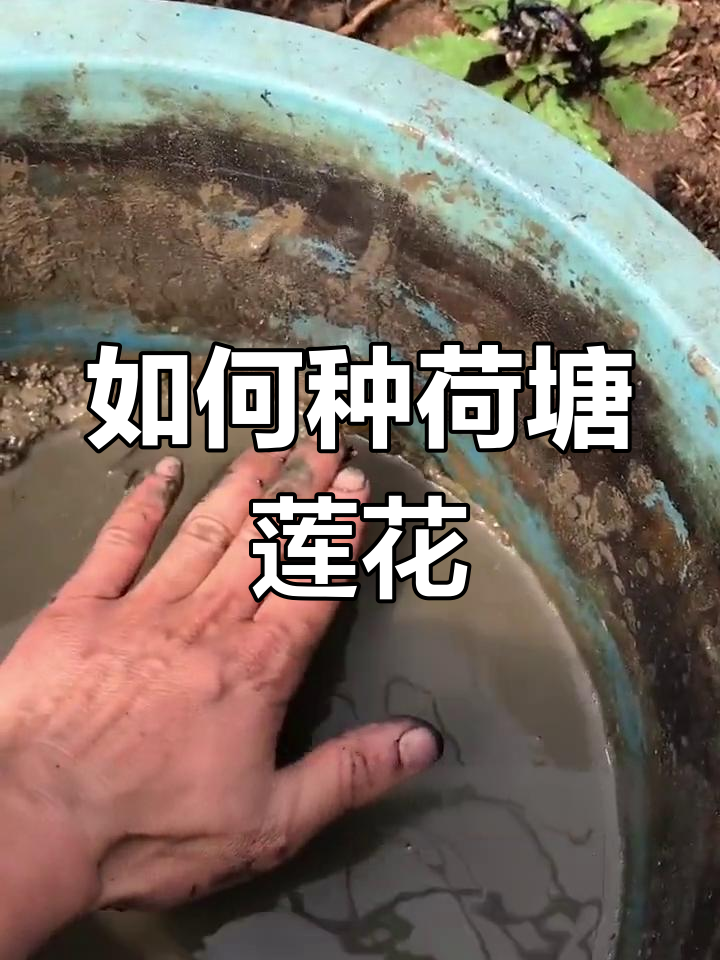 莲藕怎么种植简单方法藕种苗