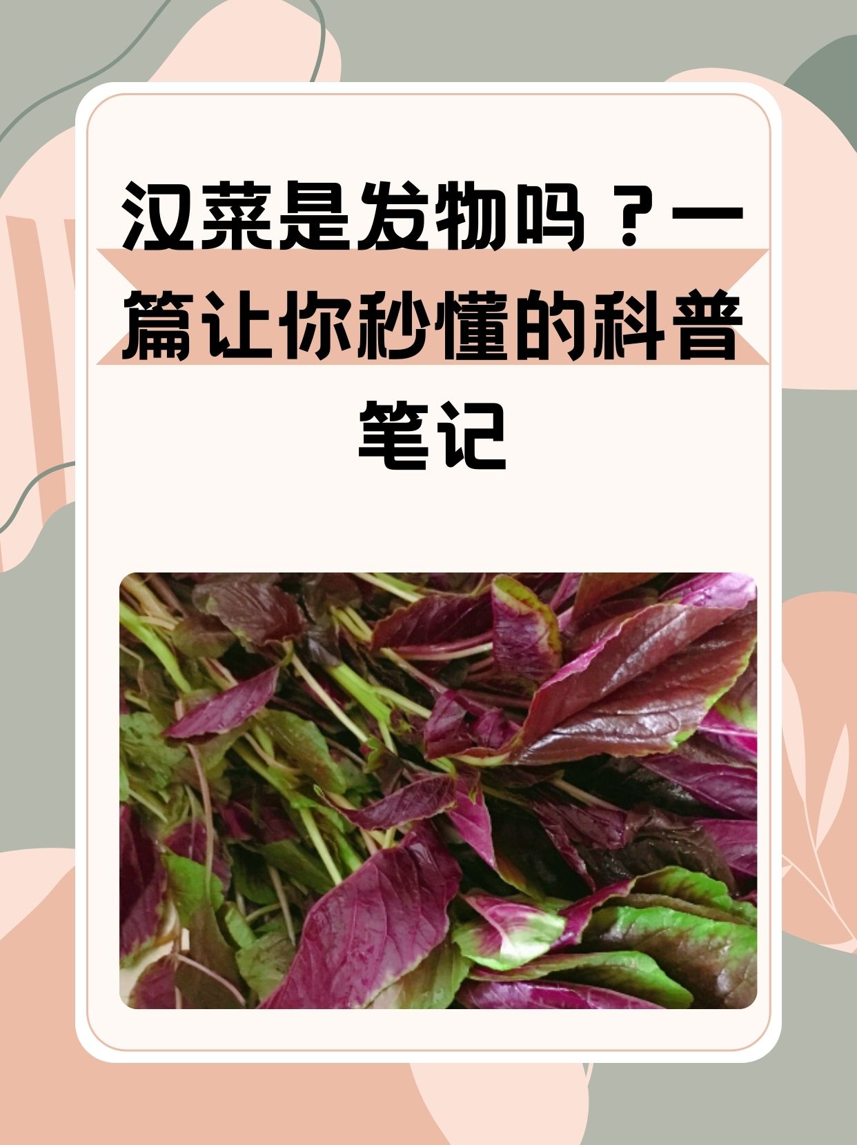 汗菜的营养价值